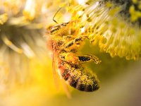 PE1D8221 : Biene, Blüte, Dachauer Moos, Frühling, Moos, Palmkätzchen, Weidebusch, _JAHRESZEIT, _LANDSCHAFTSFORMEN
